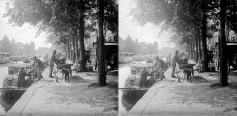 Marché aux légumes, attelage de chien