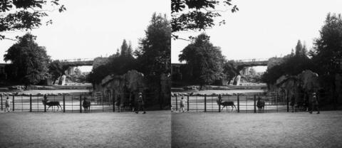 Jardin zoologique, daims et verfs