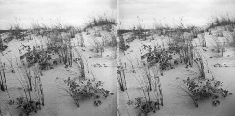 Chardons sur le sable