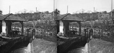 Lavoir sur la Bièvre et pêcher en fleur