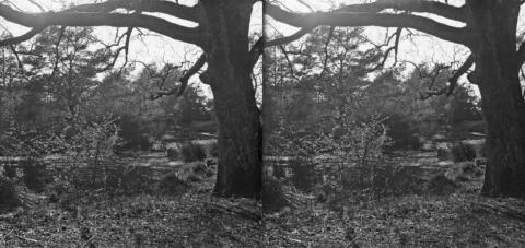 Mare aux Pigeons