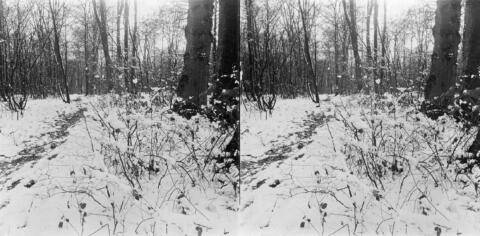 Contre-allée soius bois, contre-jour
